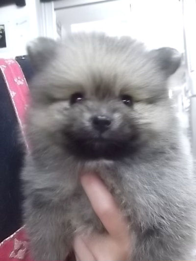 ポメラニアン 子犬直販 ブリーダー ポメラニアン ブリーダー 子犬販売の専門店 AngelWan 町田 相模原 小田原 湘南