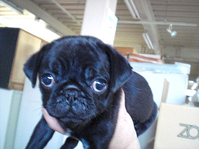 パグ　ブリーダー　子犬販売の専門店　AngelWan　横浜市　川崎市　町田市　相模原市