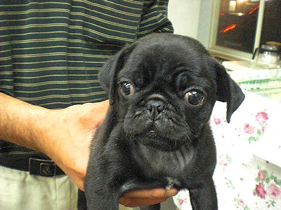 パグ　ブリーダー　子犬販売の専門店　AngelWan　愛知　大阪　兵庫　福岡　広島　長野