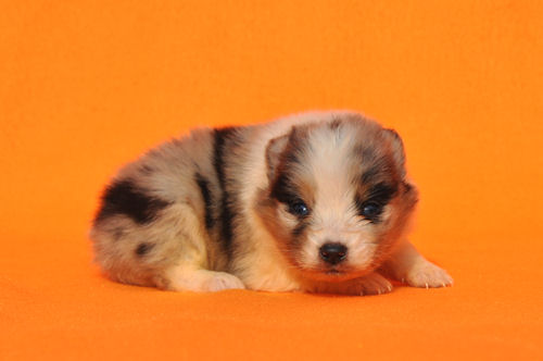 シェットランドシープドッグ　ブリーダー　子犬販売の専門店 AngelWan 横浜 ペットショップ