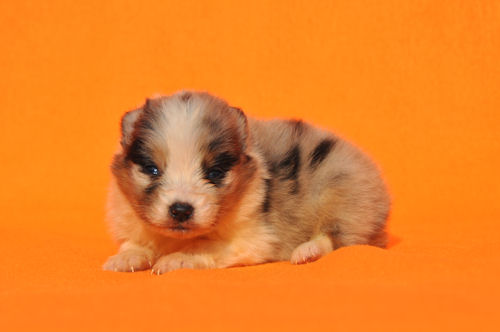 シェットランドシープドッグ　ブリーダー　子犬販売の専門店　AngelWan　神奈川　東京