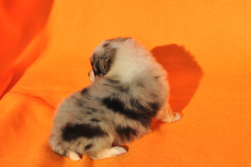 シェットランドシープドッグ　ブリーダー　子犬販売の専門店　AngelWan　千葉　埼玉