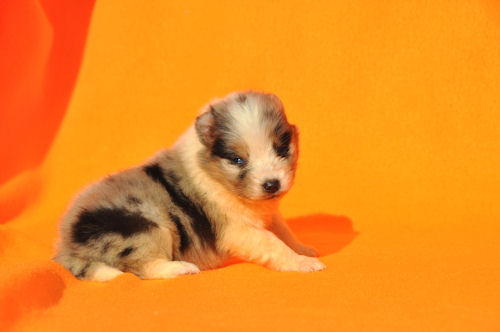 シェットランドシープドッグ　ブリーダー　子犬販売の専門店　AngelWan　青森　秋田　長野