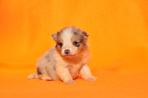 シェットランドシープドッグ　ブリーダー　子犬販売の専門店　AngelWan　小型犬　ペット
