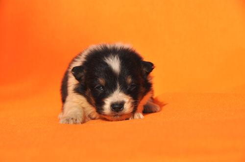 シェットランドシープドッグ　ブリーダー　子犬販売の専門店　AngelWan　湘南　温厚