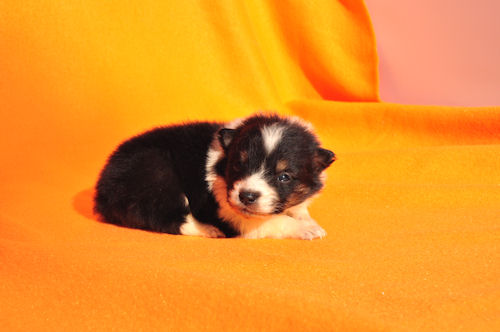 シェットランドシープドッグ　ブリーダー　子犬販売の専門店　AngelWan　藤沢　鎌倉　逗子