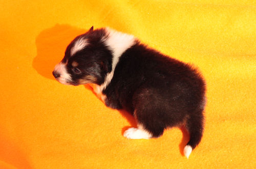 シェットランドシープドッグ　ブリーダー　子犬販売の専門店　AngelWan　全国対応可能　