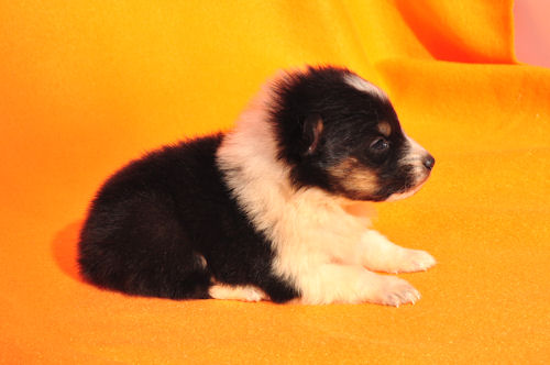 シェットランドシープドッグ　ブリーダー　子犬販売の専門店　AngelWan　画像　JKC