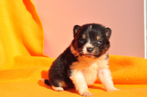 シェットランドシープドッグ　ブリーダー　子犬販売の専門店　AngelWan　北海道　沖縄