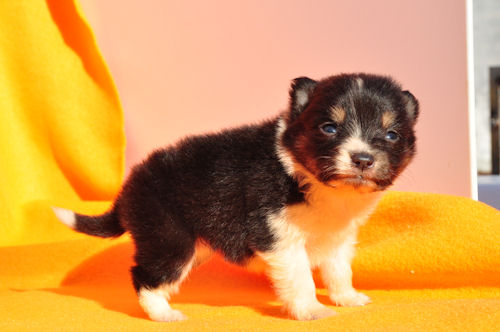 シェットランドシープドッグ　ブリーダー　子犬販売の専門店　AngelWan　人気犬種