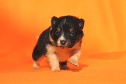 シェットランドシープドッグ　ブリーダー　子犬販売の専門店　AngelWan　イギリス