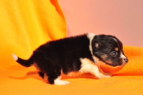 シェットランドシープドッグ　ブリーダー　子犬販売の専門店　AngelWan　横浜市戸塚区