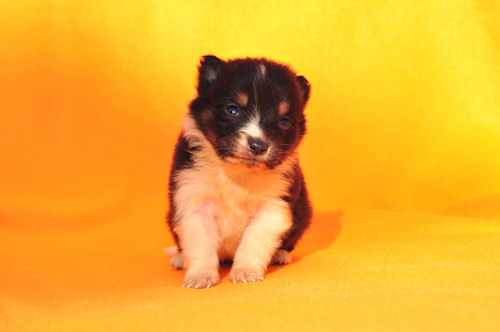 シェットランドシープドッグ　ブリーダー　子犬販売の専門店　AngelWan　横浜　出産情報