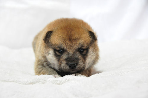 SHIBA 子犬直販 ブリーダー 柴犬 ブリーダー 子犬販売の専門店 AngelWan 横浜市 ペットショップ 戸塚区 泉区