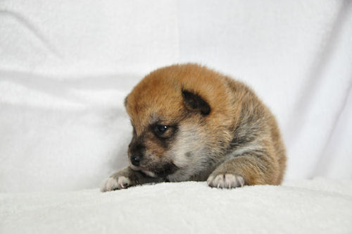 柴犬 こいぬ ペット販売 柴犬 ブリーダー 子犬販売の専門店 AngelWan 横浜市 緑区 瀬谷区 磯子区 旭区