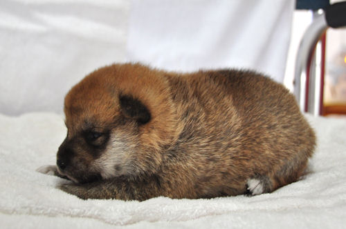 柴犬 ブリーダー 子犬販売 柴犬 ブリーダー 子犬販売の専門店 AngelWan 神奈川 東京 千葉 埼玉 茨城