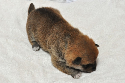 柴犬 ブリーダー直販 仔犬 柴犬 ブリーダー 子犬販売の専門店 AngelWan 秋田 長野 山梨 青森 静岡 愛知