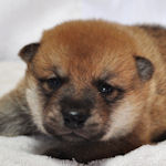 柴犬の子犬 赤 メス 柴犬 ブリーダー 子犬販売の専門店 AngelWan 横浜