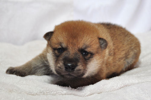 柴犬 ブリーダー 出産情報 柴犬 ブリーダー 子犬販売の専門店 AngelWan 横浜 ニューヨーク セレブ