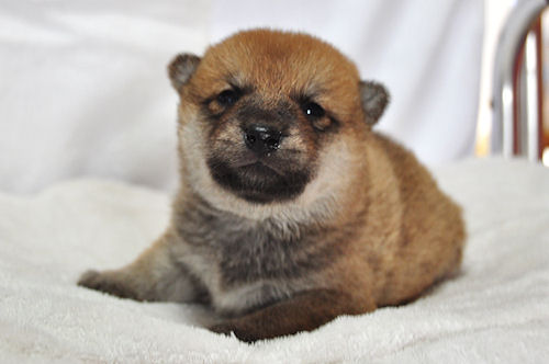 柴犬 こいぬ ペット販売 柴犬 ブリーダー 子犬販売の専門店 AngelWan 短毛 小型犬 日本代表