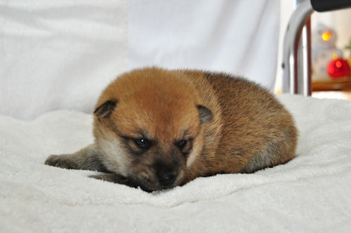 柴犬 仔犬情報 ブリーダー 柴犬 ブリーダー 子犬販売の専門店 AngelWan 藤沢 茅ヶ崎 町田 相模原 川崎