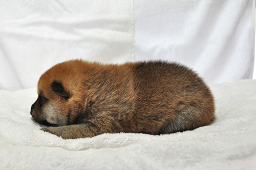 柴犬 PUPPY ブリーダー 柴犬 ブリーダー 子犬販売の専門店 AngelWan 小田原 平塚 鎌倉 逗子 葉山