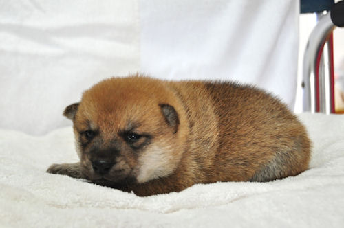 柴犬 見学歓迎 仔犬 柴犬 ブリーダー 子犬販売の専門店 AngelWan TOKYO YOKOHAMA 空輸可能