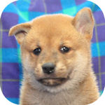 柴犬の子犬 赤 オス 柴犬 ブリーダー 子犬販売の専門店 AngelWan 横浜