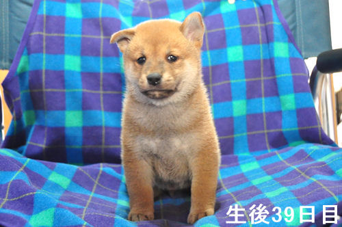 しば犬 ブリーダー 子犬情報 柴犬 ブリーダー 子犬販売の専門店 AngelWan 横浜市 戸塚区 旭区 瀬谷区 栄区