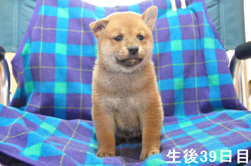 柴犬　ブリーダー　子犬販売の専門店　AngelWan　横浜　ペットショップ　全国対応可能