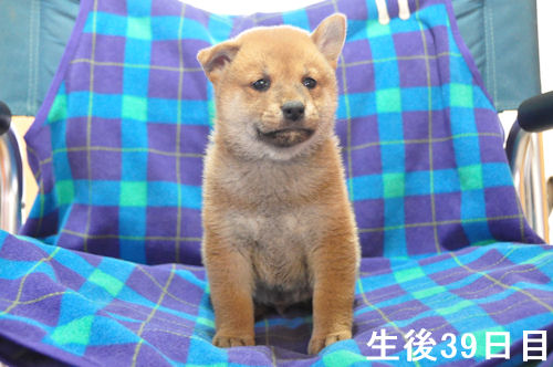 SHIBA ブリーダー 子犬画像 柴犬 ブリーダー 子犬販売の専門店 AngelWan 横浜 ペットショップ 全国対応可能