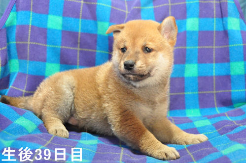柴犬　ブリーダー　子犬販売の専門店　AngelWan　空輸　陸送　ANA　JAL　日本全国