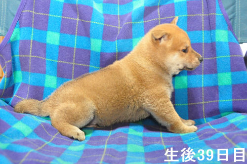 柴犬 小ぶり ペット販売 柴犬 ブリーダー 子犬販売の専門店 AngelWan 横浜 赤 日本犬保存会 血統書