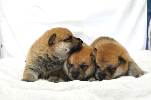 柴犬 小型犬 人気 柴犬 ブリーダー 子犬販売の専門店 AngelWan 日本犬保存 ペット 譲渡