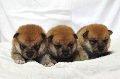 柴犬 小型犬 日保 柴犬 ブリーダー 子犬販売の専門店 AngelWan 動物 ANA JAL 空輸 陸送