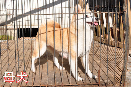 まめ柴　ブリーダー　子犬販売の専門店　AngelWan　横浜　日本犬保存会