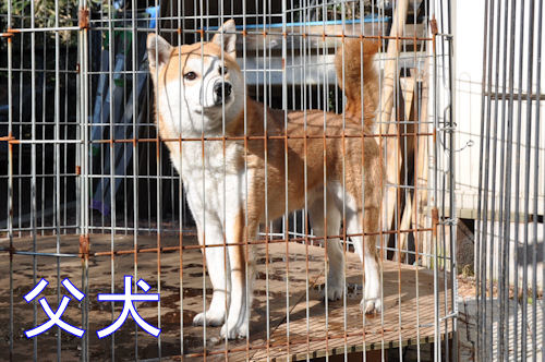 まめ柴　ブリーダー　子犬販売の専門店　AngelWan　横浜　血統書　日保　父親
