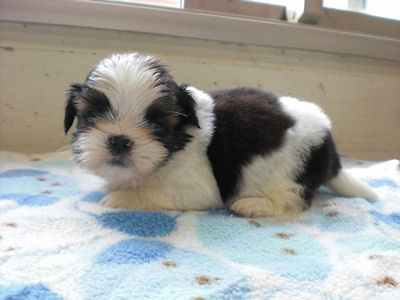 シーズー　ブリーダー　子犬販売の専門店　AngelWan　横浜市　旭区　港北区　都筑区