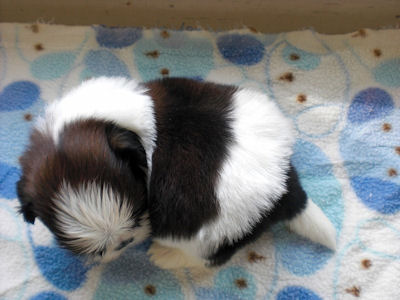 シーズー　ブリーダー　子犬販売の専門店　AngelWan　横浜市　中区　磯子区　金沢区