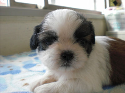 シーズー ブリーダー 子犬直販 シーズー ブリーダー 子犬販売の専門店 AngelWan 湘南 川崎 町田 相模原