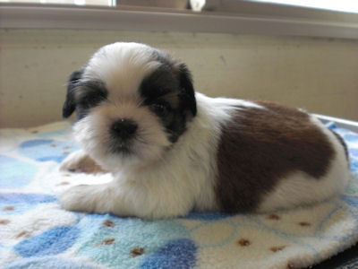 シーズー 小型犬 ペット シーズー ブリーダー 子犬販売の専門店 AngelWan 東京 千葉 埼玉 神奈川