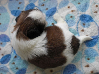 シーズー ペットショップ 横浜 シーズー ブリーダー 子犬販売の専門店 AngelWan 青森 秋田 長野 静岡 愛知