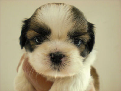 シーズー こいぬ ブリーダー シーズー ブリーダー 子犬販売の専門店 AngelWan 福岡 兵庫 大阪 京都 広島