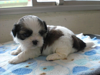 シーズー 仔犬直販 小型犬 シーズー ブリーダー 子犬販売の専門店 AngelWan 岐阜 三重 滋賀 山梨 群馬