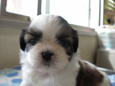 シーズー ブレーズあり 柄良 シーズー ブリーダー 子犬販売の専門店 AngelWan 全国対応 空輸 陸送 ANA