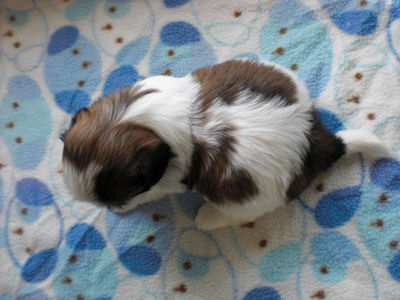 シーズー ブリーダー ペットショップ シーズー ブリーダー 子犬販売の専門店 AngelWan 熊本 大分 長崎 宮崎 鹿児島