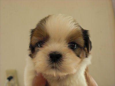 シーズー　ブリーダー　子犬販売の専門店　AngelWan　横浜　日本全国対応可能