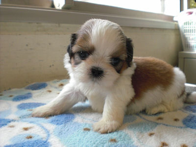 シーズー　ブリーダー　子犬販売の専門店　AngelWan　横浜　中国　ロングヘアー