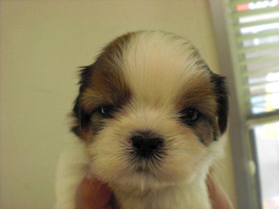 シーズー　ブリーダー　子犬販売の専門店　AngelWan　横浜　チベット　ドッグショー