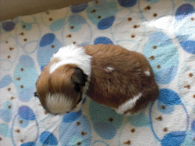 シーズー　ブリーダー　子犬販売の専門店　AngelWan　横浜　室内犬　小型犬